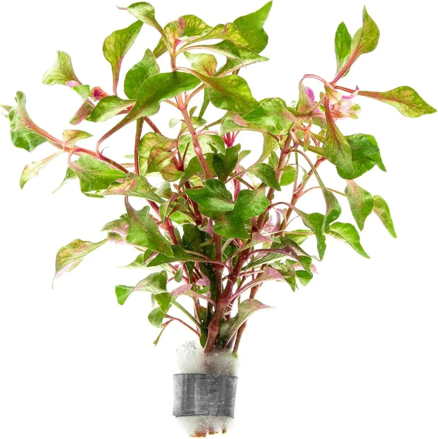 Calico Plant