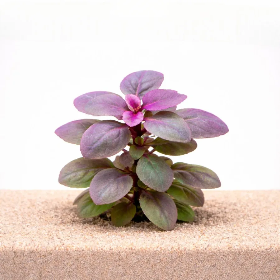 Cardinal Plant