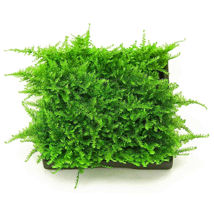 Christmas Moss