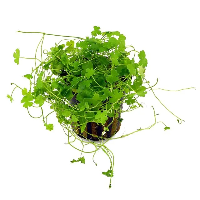 Hydrocotyle Japan