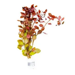 Ludwigia Super Red