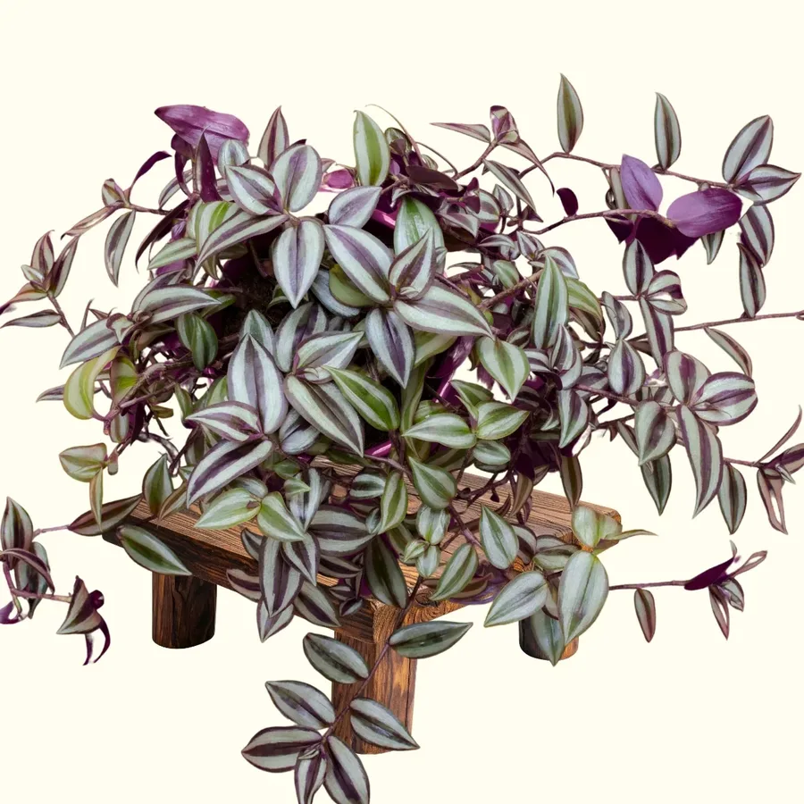 Purple Zebrina