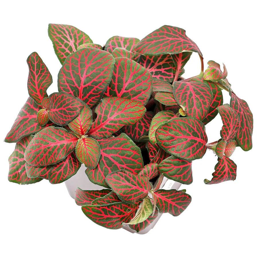 Red Fittonia