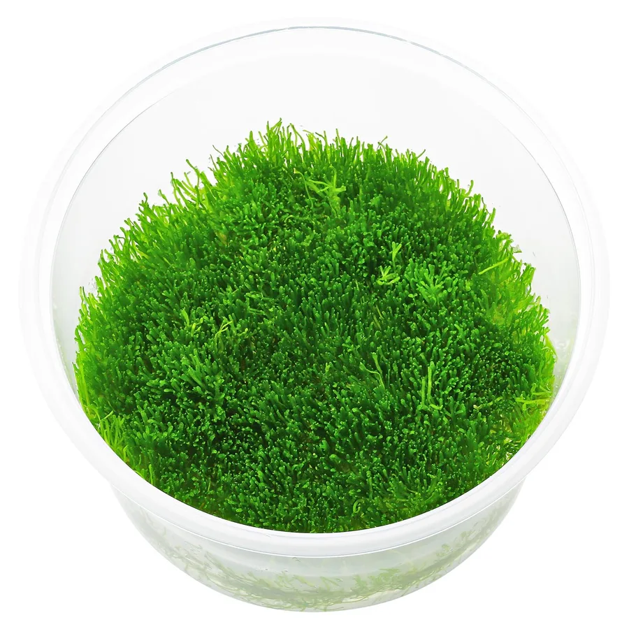 Riccia Moss