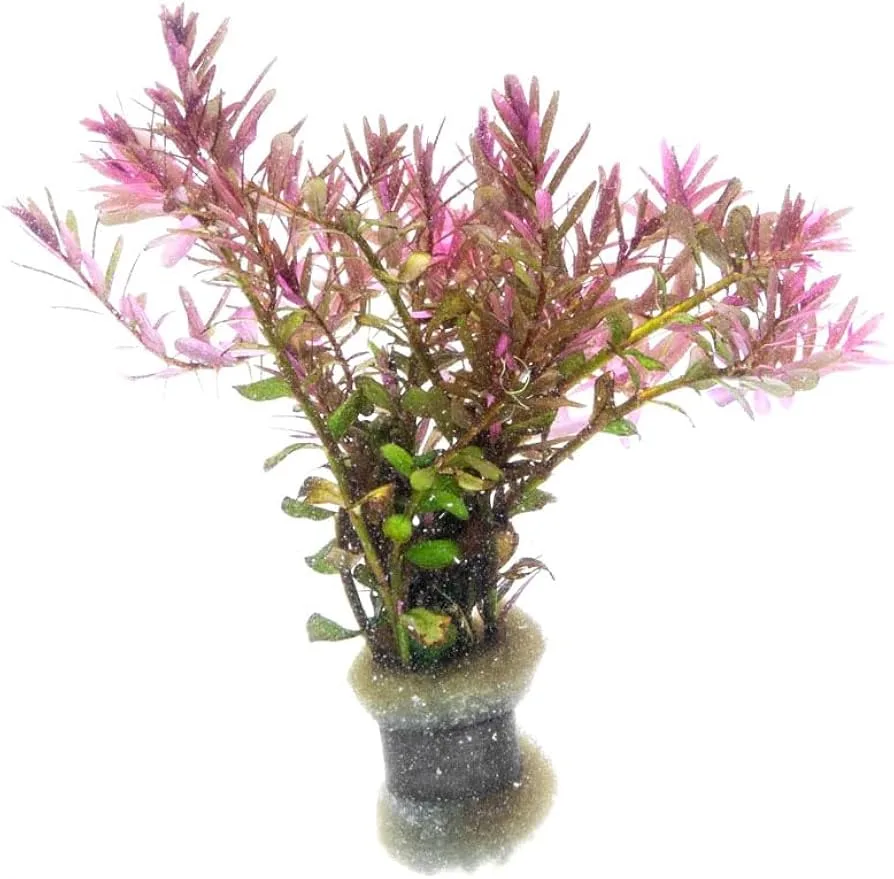 Rotala Blood Red