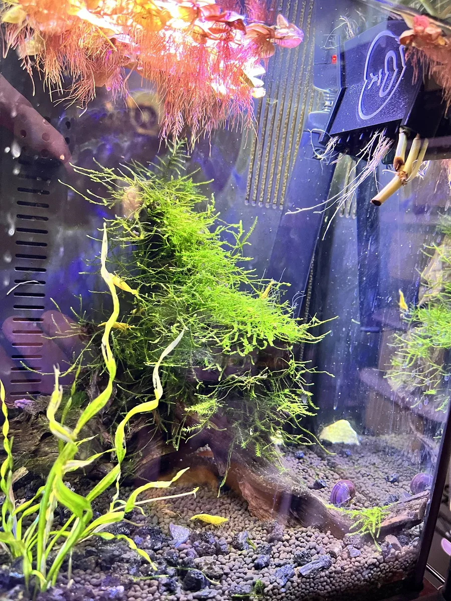 1.5 Gallon freshwater aquarium