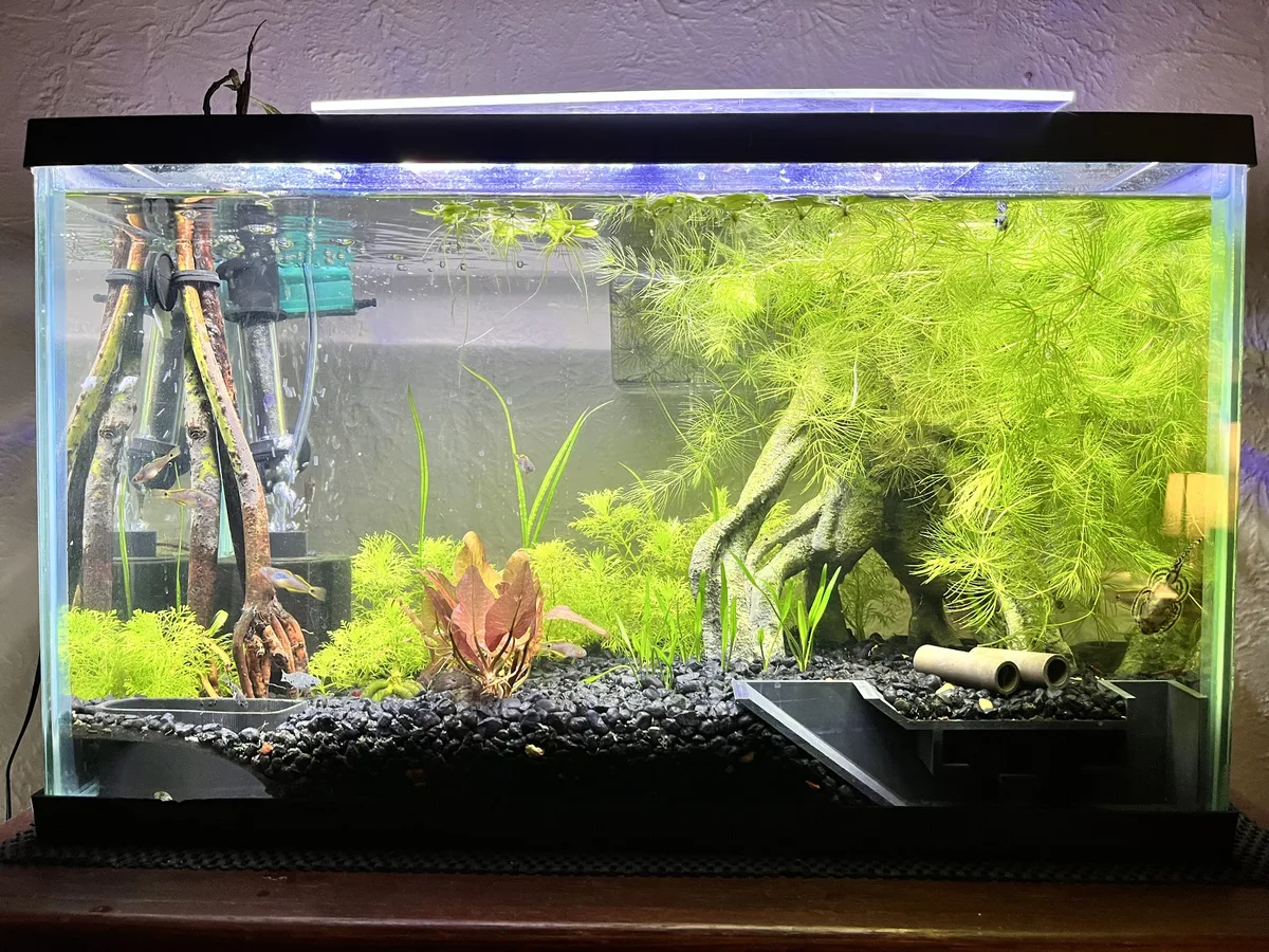 Freshwater Aquariums example