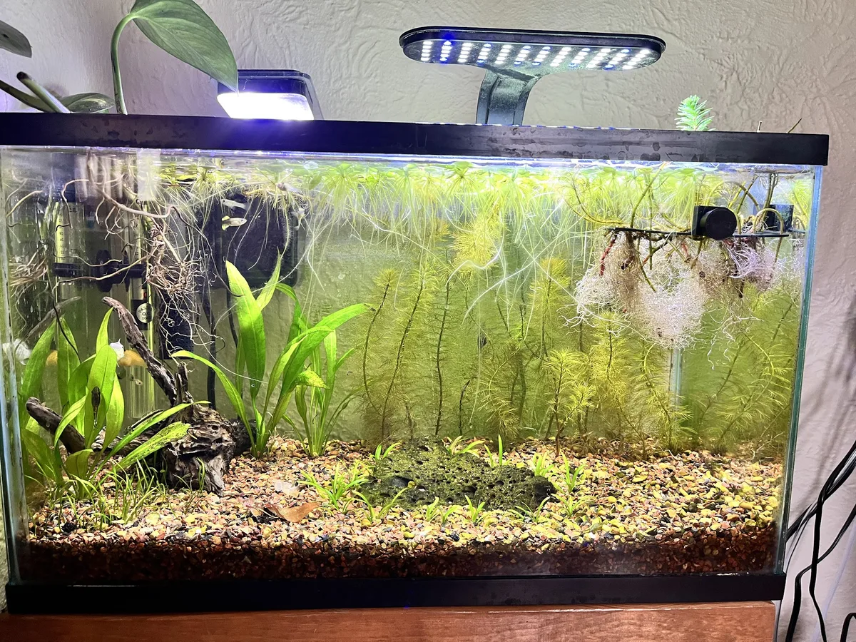 10 Gallon freshwater aquarium