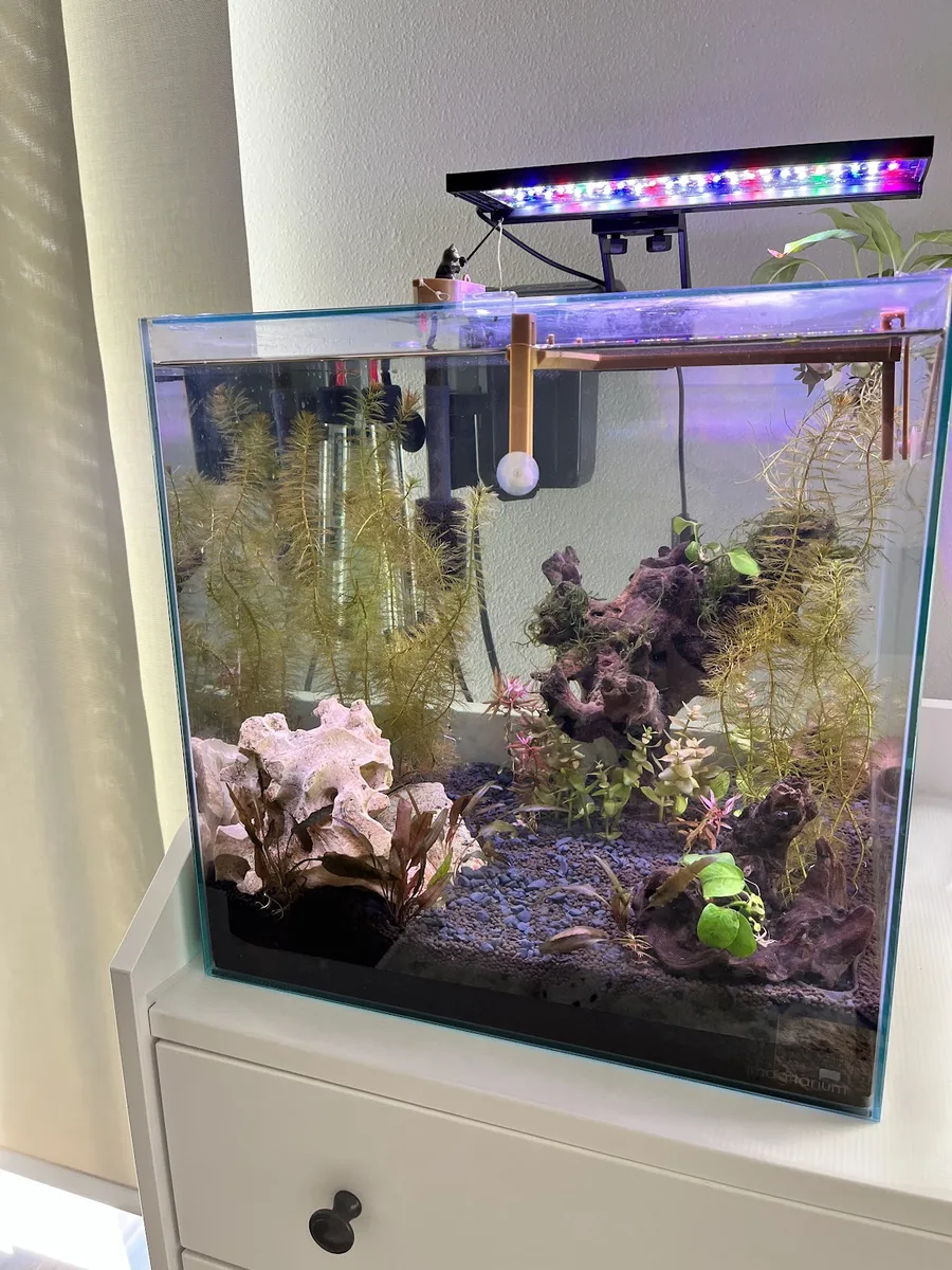 Freshwater Aquariums example