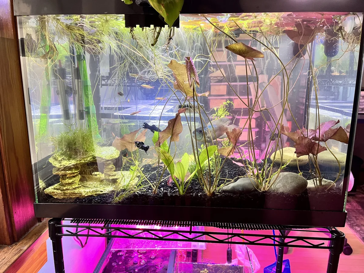 20 Gallon freshwater aquarium