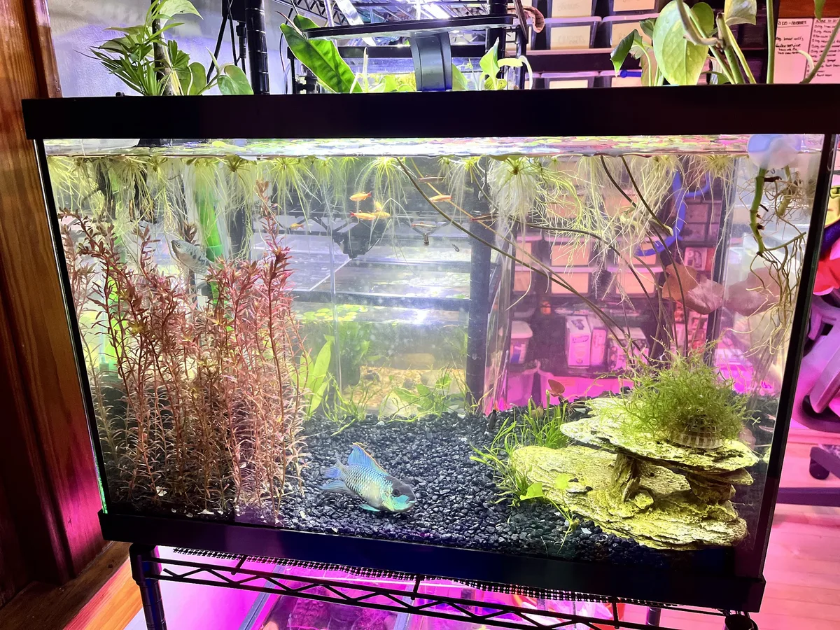 Freshwater Aquariums example