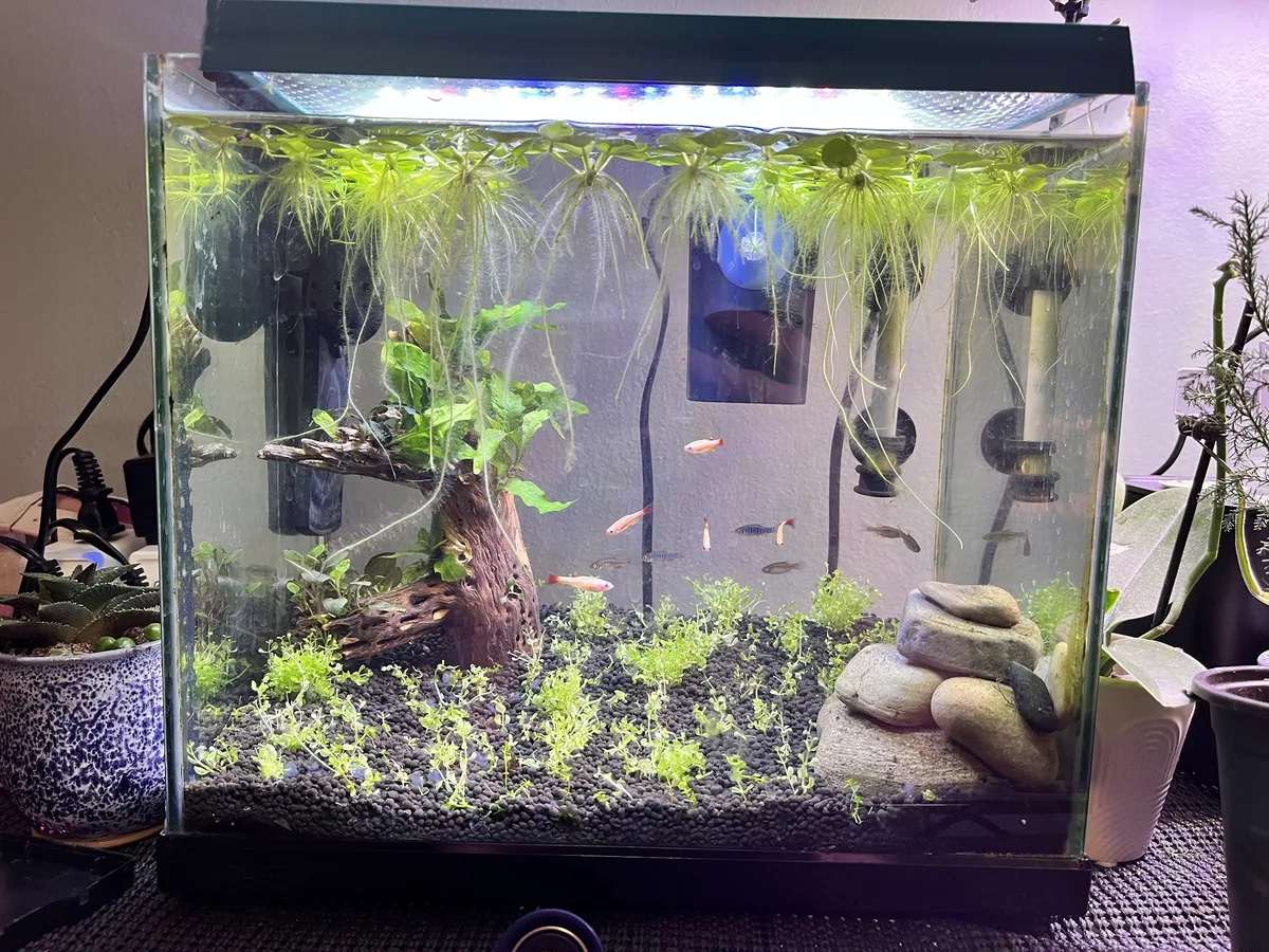 Freshwater Aquariums example
