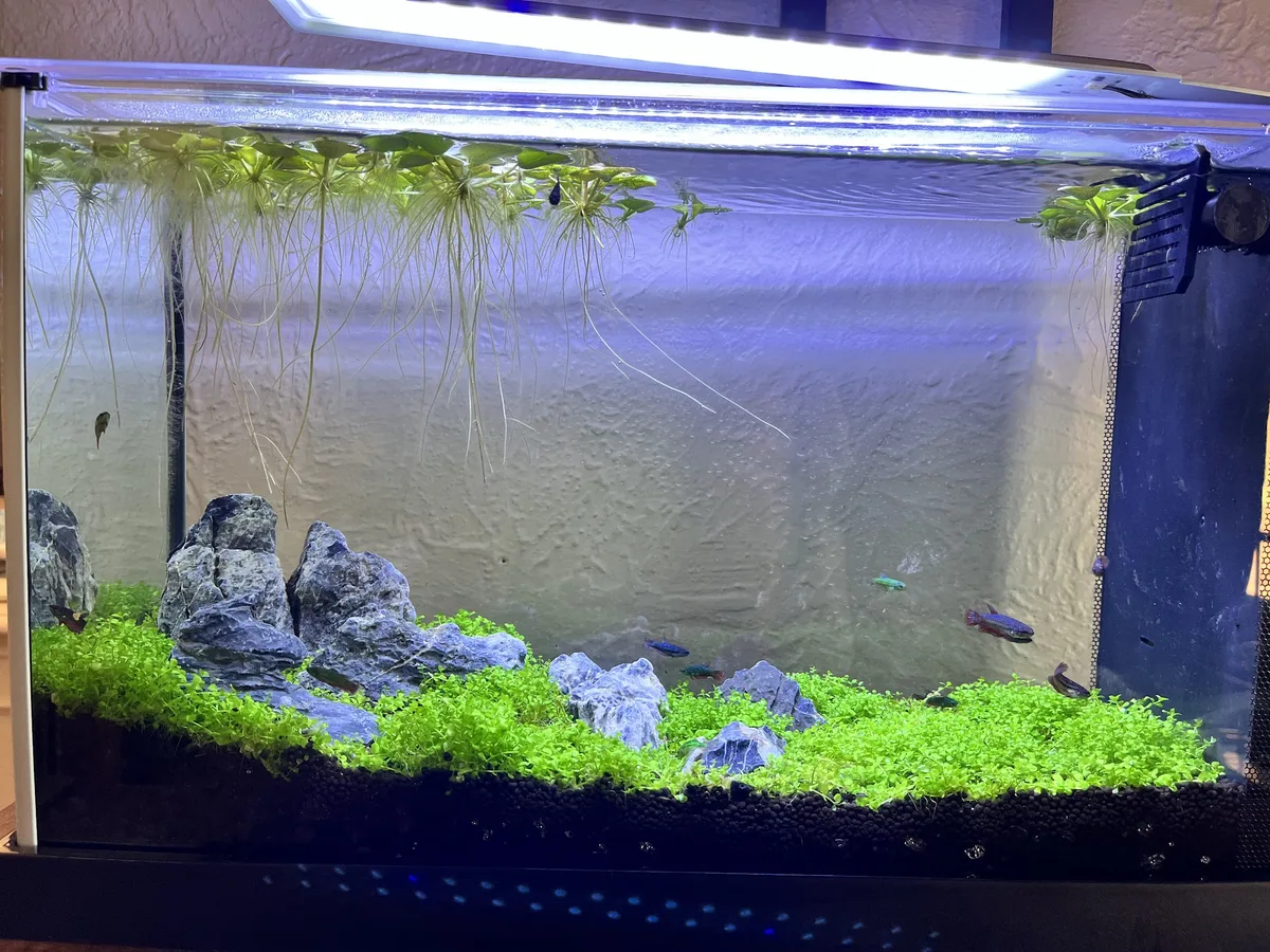 5 Gallon freshwater aquarium