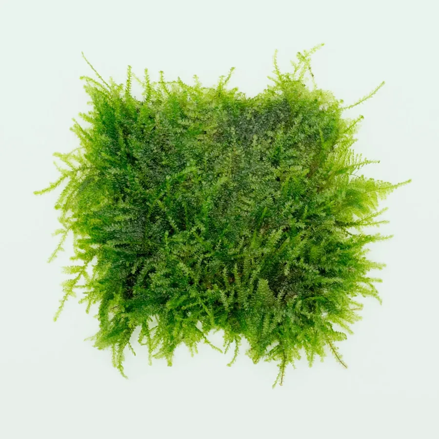 Weeping Moss